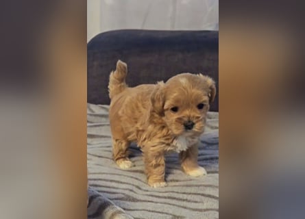 Seltenheit : Asiatische Maltipoo Teddybär Welpen