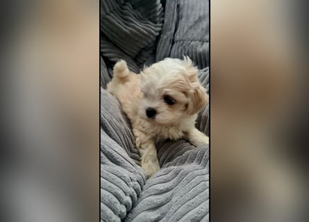 Ab SOFORT: Maltipoo Teddybären Welpen