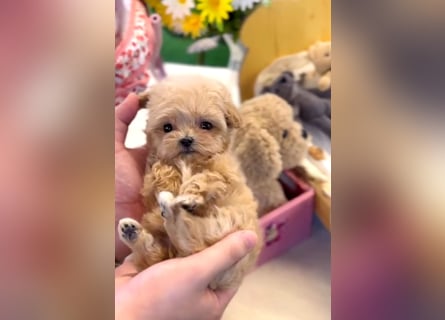 Seltenheit : Asiatische Maltipoo Teddybär Welpen