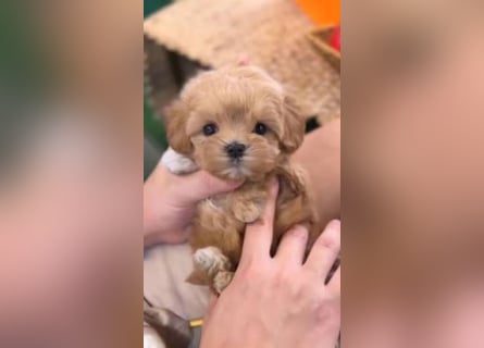 Seltenheit : Asiatische Maltipoo Teddybär Welpen