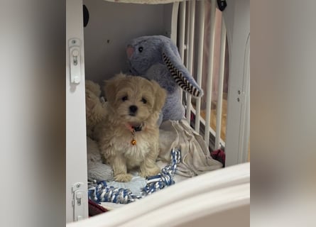 Ab SOFORT: Maltipoo Teddybären Welpen