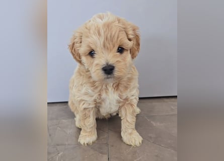 Ab SOFORT: Maltipoo Teddybären Welpen