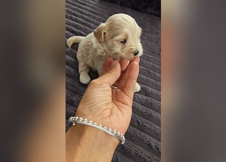 Seltenheit : Asiatische Maltipoo Teddybär Welpen
