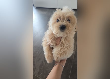 Ab SOFORT: Maltipoo Teddybären Welpen