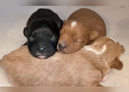 Unsere Maltipoo, Chibietzu+Poo, Pudelmixies sind da. Abgabe Ende Juli