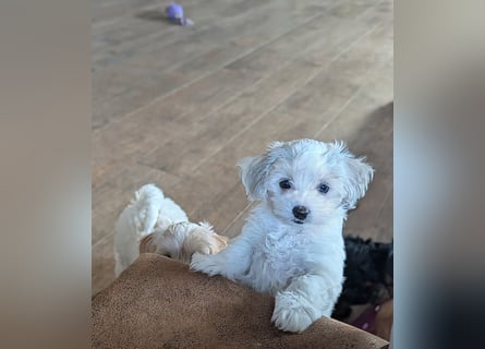Wurfankündigung: Maltipoo, Chibietzu+Poo, Pudelmischling