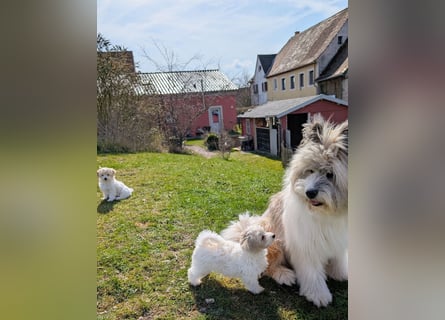 Wurfankündigung: Maltipoo, Chibietzu+Poo, Pudelmischling
