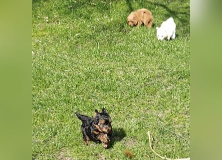 Wurfankündigung: Maltipoo, Chibietzu+Poo, Pudelmischling