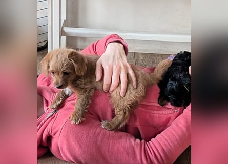 Wurfankündigung: Maltipoo, Chibietzu+Poo, Pudelmischling
