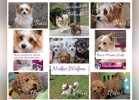 Wurfankündigung: Maltipoo, Chibietzu+Poo, Pudelmischling