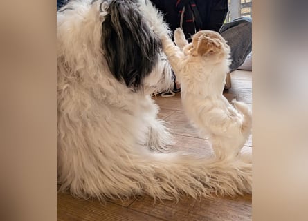 Wurfankündigung: Maltipoo, Chibietzu+Poo, Pudelmischling
