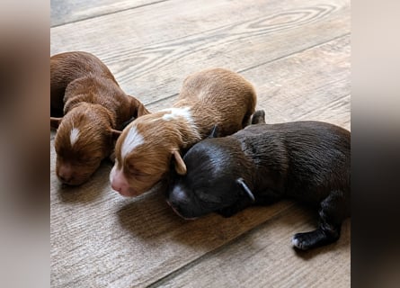 Unsere Maltipoo, Chibietzu+Poo, Pudelmixies sind da. Abgabe Ende Juli