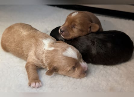 Unsere Maltipoo, Chibietzu+Poo, Pudelmixies sind da. Abgabe Ende Juli