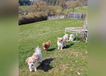 Wurfankündigung: Maltipoo, Chibietzu+Poo, Pudelmischling