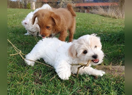 Wurfankündigung: Maltipoo, Chibietzu+Poo, Pudelmischling