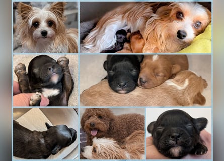 Unsere Maltipoo, Chibietzu+Poo, Pudelmixies sind da. Abgabe Ende Juli