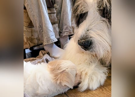Wurfankündigung: Maltipoo, Chibietzu+Poo, Pudelmischling