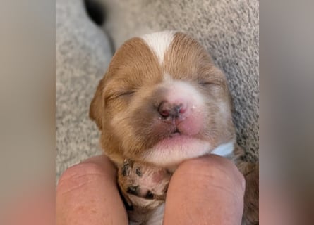 Unsere Maltipoo, Chibietzu+Poo, Pudelmixies sind da. Abgabe Ende Juli