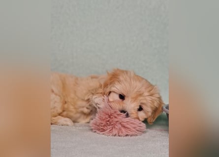 Maltipoo welpe rüde