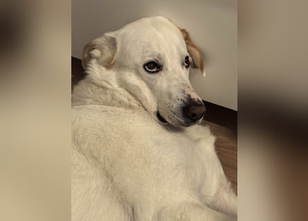 Tobi sucht dringend ein neues Zuhause