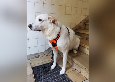 Tobi sucht dringend ein neues Zuhause