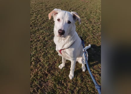 Tobi sucht dringend ein neues Zuhause