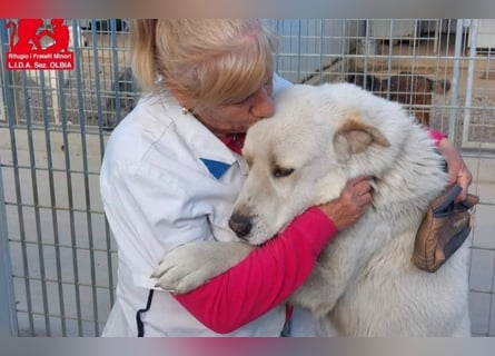 Cucciolo- auch das schaffen wir!