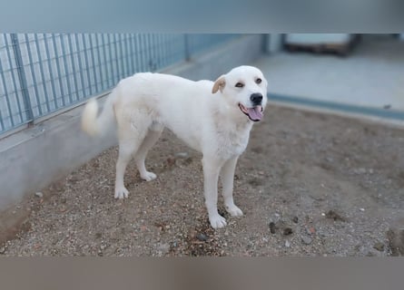 Cucciolo- auch das schaffen wir!