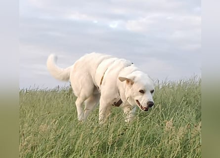 Cucciolo- auch das schaffen wir!