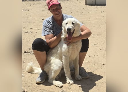 Kito: Traumhund ohne Wenn und Aber
