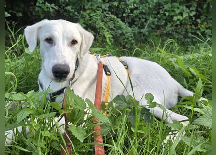 Seppiolino: Traumhund für aktive Menschen