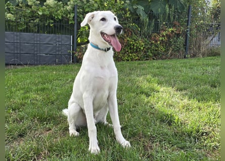 Seppiolino: Traumhund für aktive Menschen