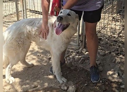 Kito: Traumhund ohne Wenn und Aber