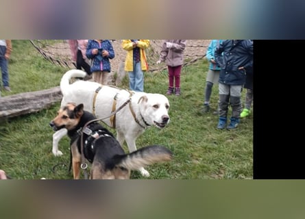 Cucciolo- auch das schaffen wir!