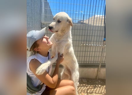 Cucciolo- auch das schaffen wir!