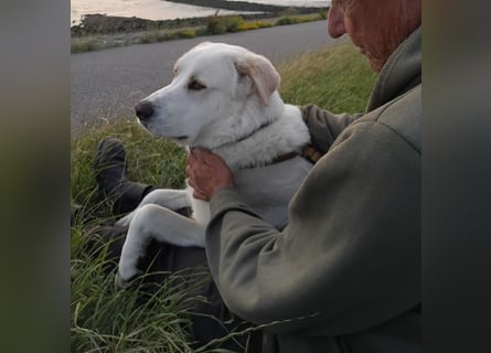 Cucciolo- auch das schaffen wir!