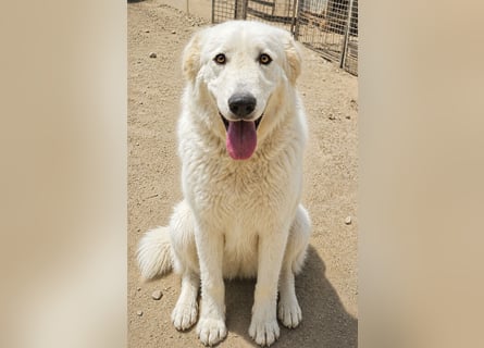 Kito: Traumhund ohne Wenn und Aber