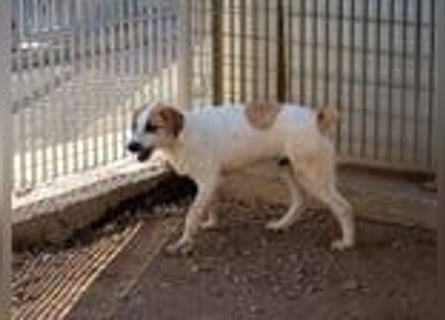 Romeo sucht nun in Deutschland seine Happy-End-Lovestory