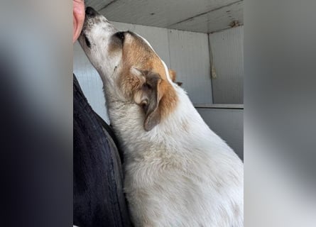 Romeo sucht nun in Deutschland seine Happy-End-Lovestory