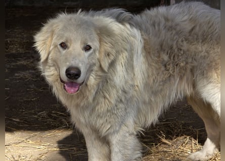 Aaron: erst Züchter, dann an die Kette