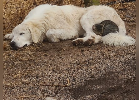 Aaron: erst Züchter, dann an die Kette