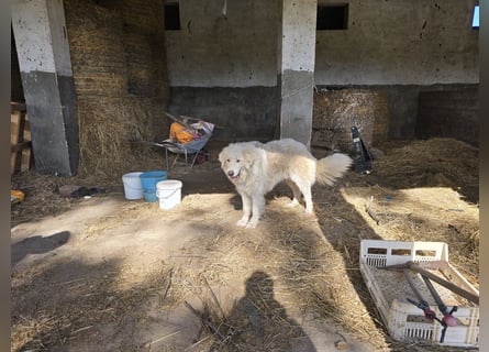 Aaron: erst Züchter, dann an die Kette