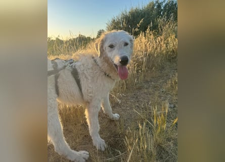Taco: Traumhund ohne Wenn und Aber