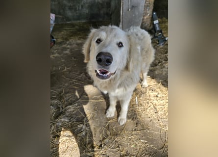 Aaron: erst Züchter, dann an die Kette