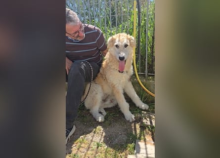 Tito: sanfter Rüde mit Goldlöckchen