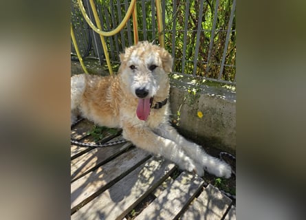 Tito: sanfter Rüde mit Goldlöckchen