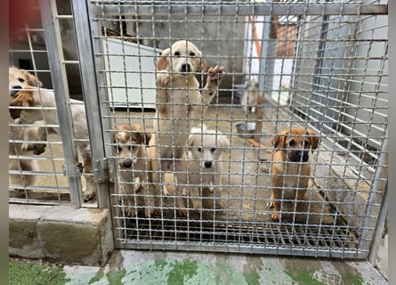 Tito: ein Wuschel zum Verlieben