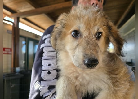 Tito: ein Wuschel zum Verlieben