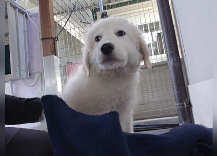 Silvestrino: sein Traum: eine eigene Familie