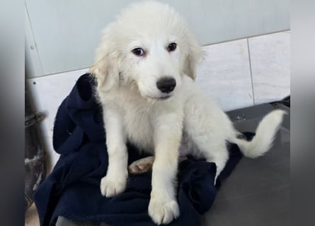 Silvestrino: sein Traum: eine eigene Familie